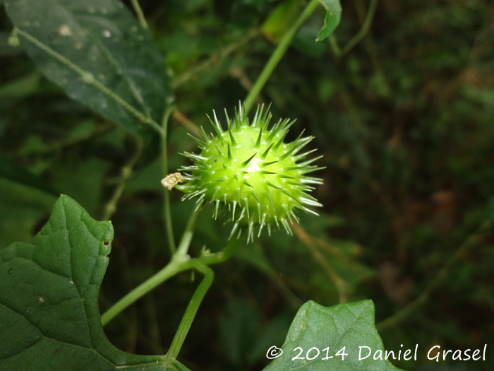 Cyclanthera hystrix