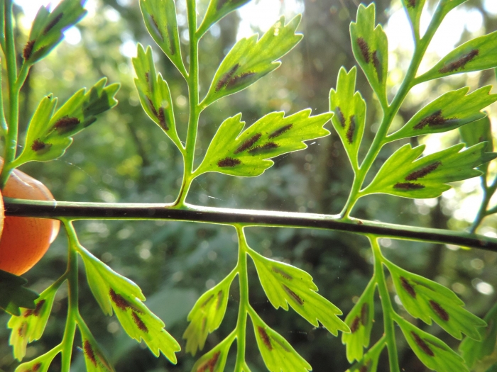 Asplenium gastonis