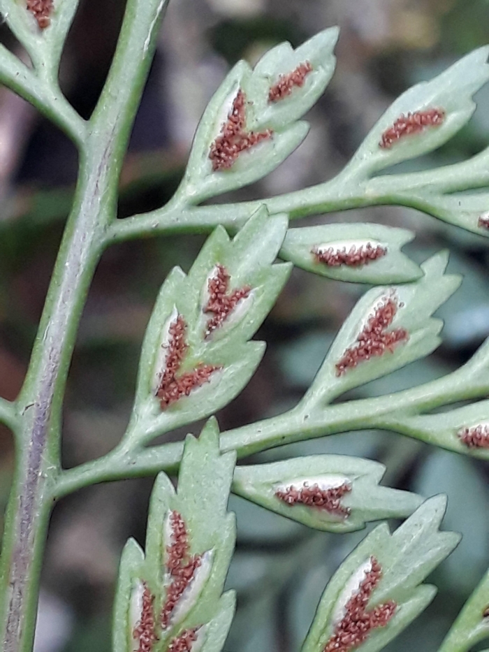 Asplenium gastonis