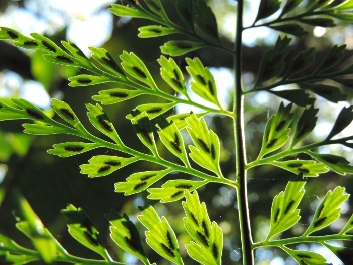 Asplenium gastonis