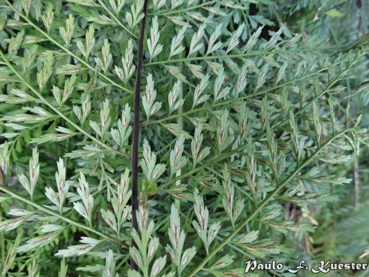 Asplenium gastonis