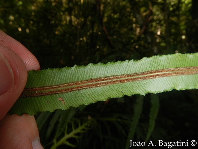 Blechnum brasiliense