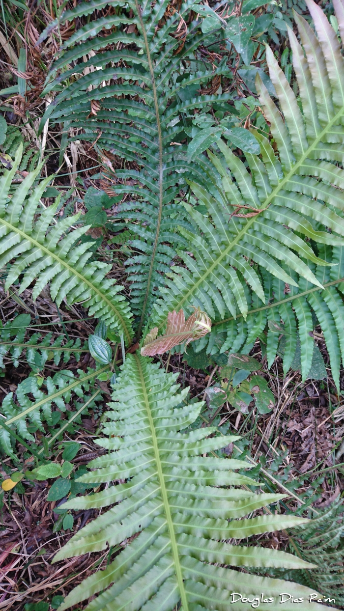 Blechnum brasiliense