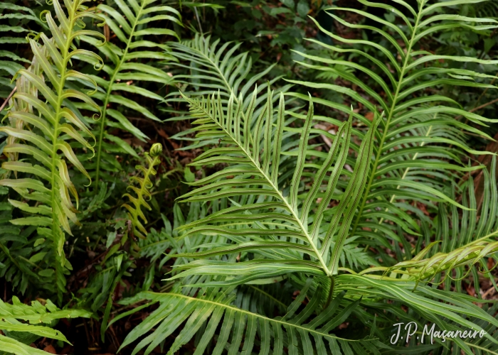 Blechnum brasiliense