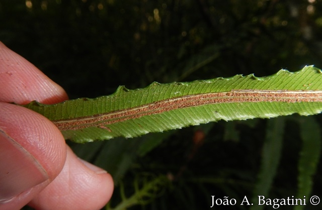 Blechnum brasiliense