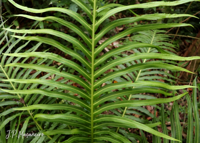 Blechnum brasiliense