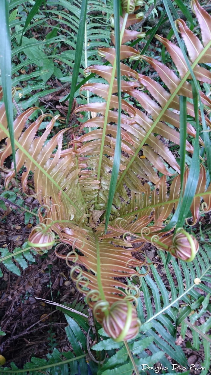 Blechnum brasiliense