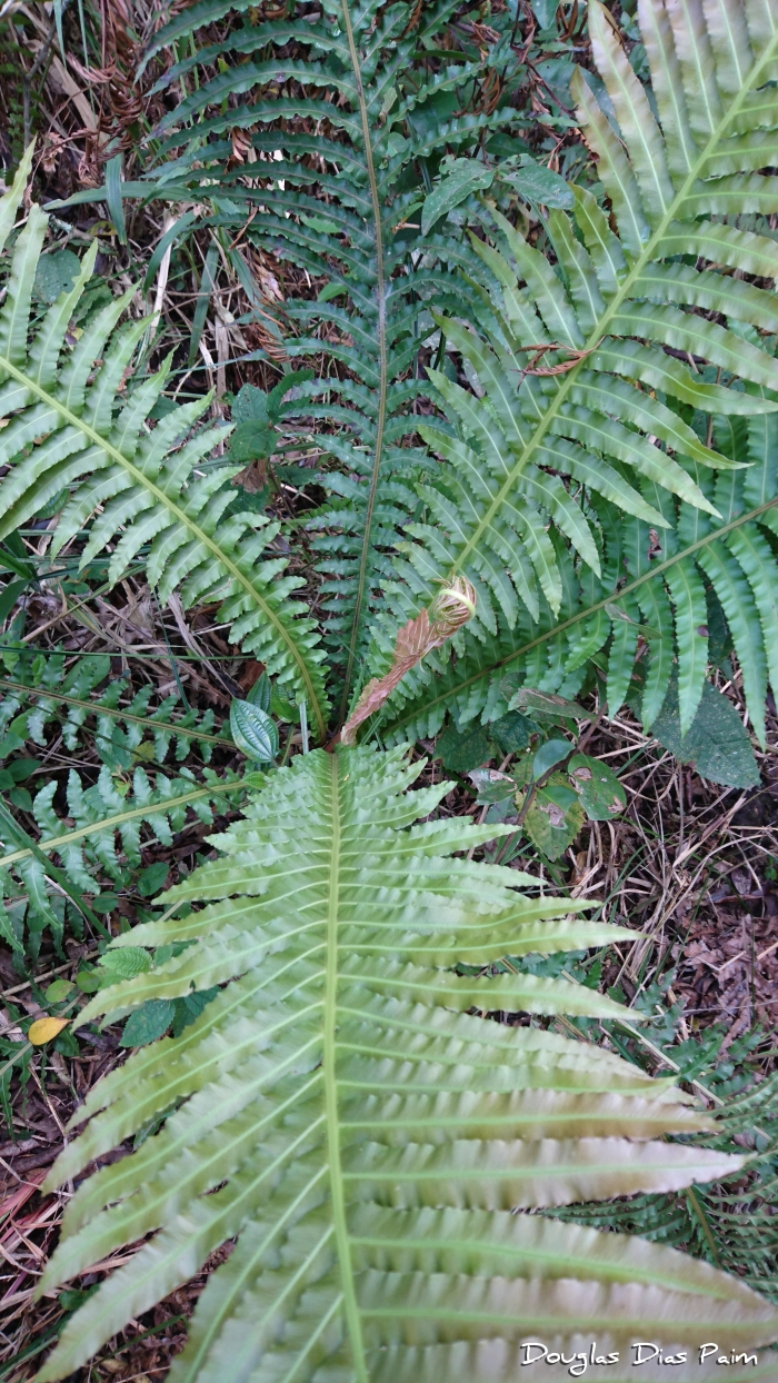 Blechnum brasiliense