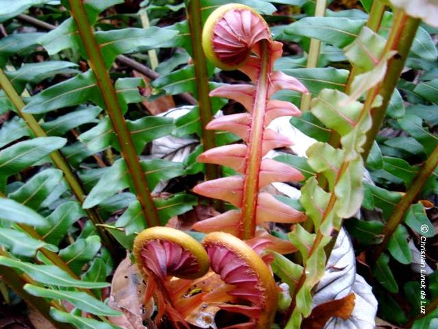 Blechnum brasiliense