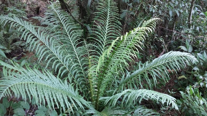 Blechnum brasiliense