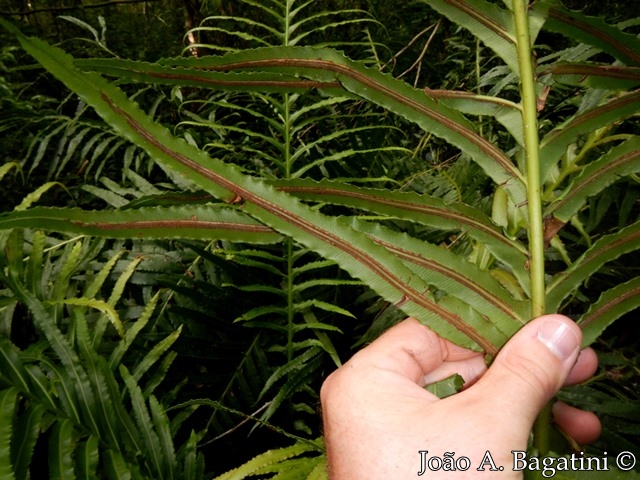 Blechnum brasiliense