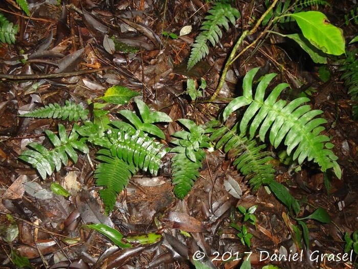 Blechnum occidentale