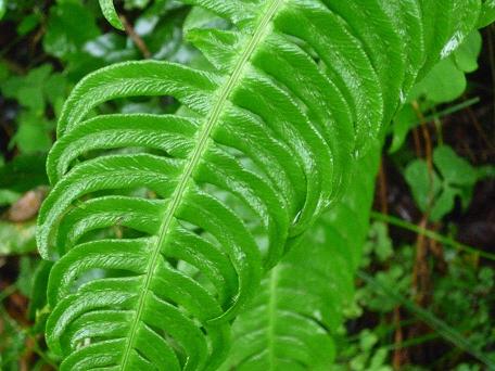 Blechnum occidentale