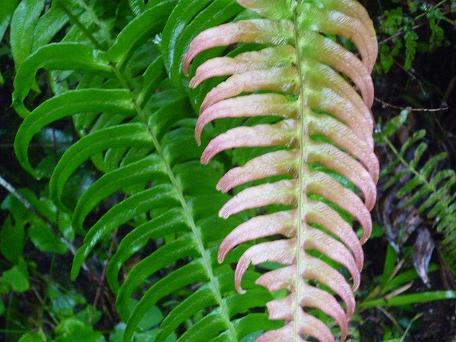 Blechnum occidentale