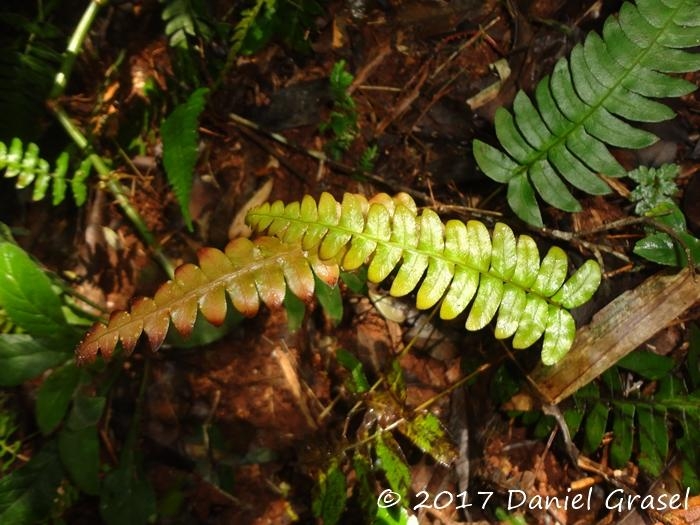 Blechnum occidentale