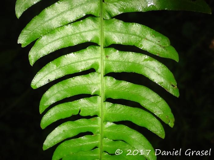 Blechnum occidentale