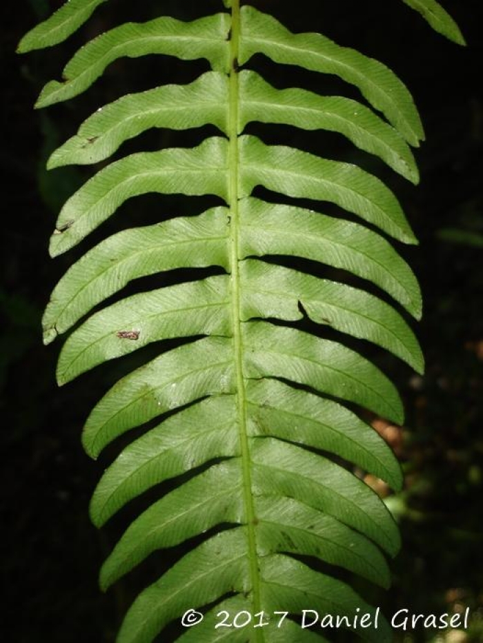 Blechnum occidentale