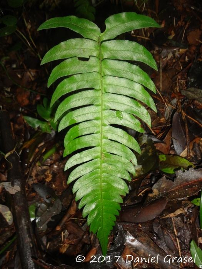 Blechnum occidentale