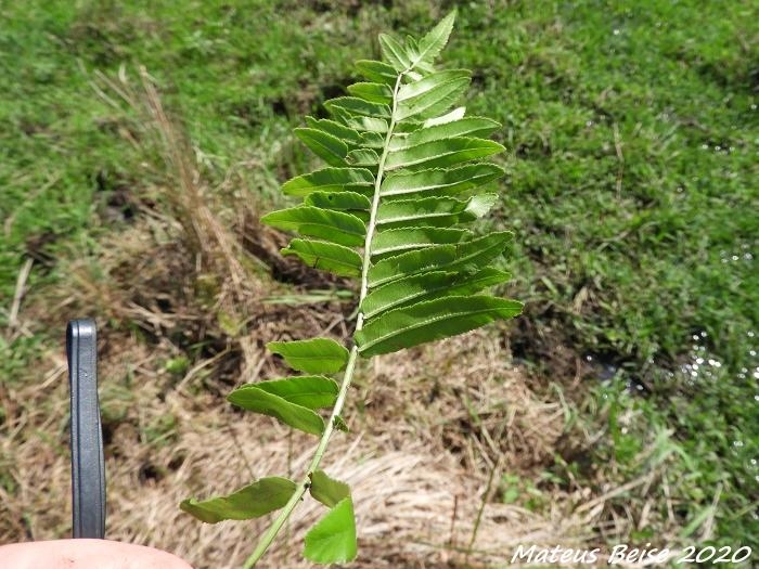 Blechnum serrulatum