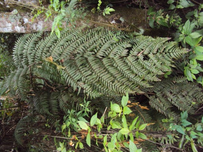 Pteridium aquilinum