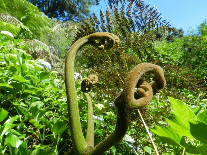 Pteridium aquilinum
