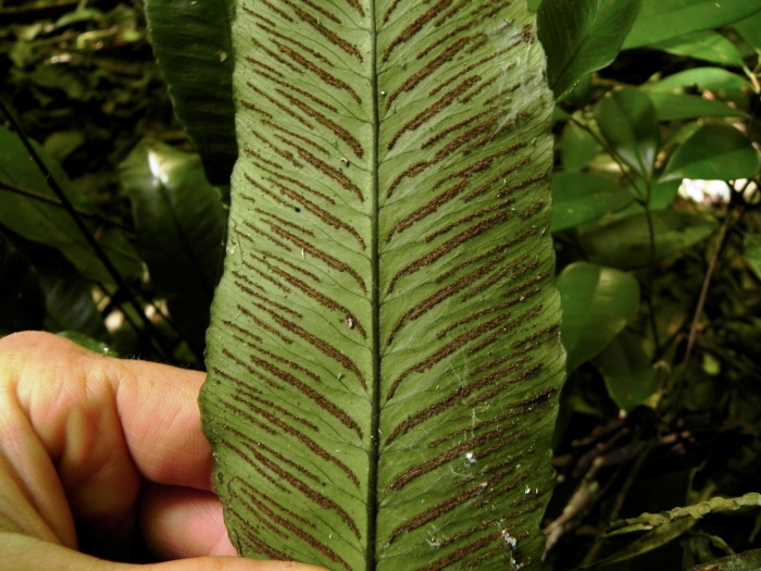 Diplazium plantaginifolium