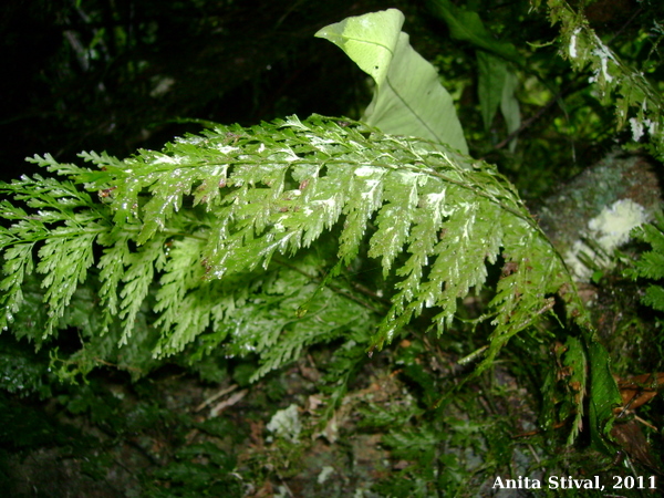 Trichomanes radicans