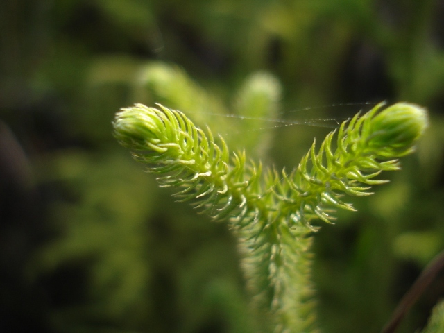 Lycopodiella cernua