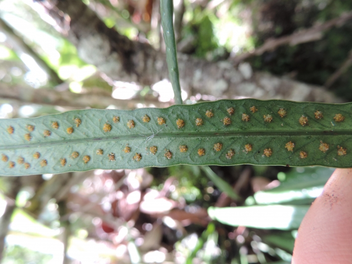 Campyloneurum austrobrasilianum