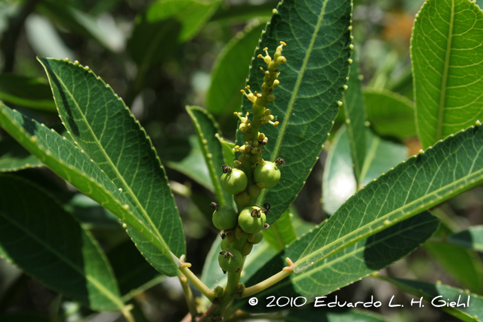 Sapium glandulosum