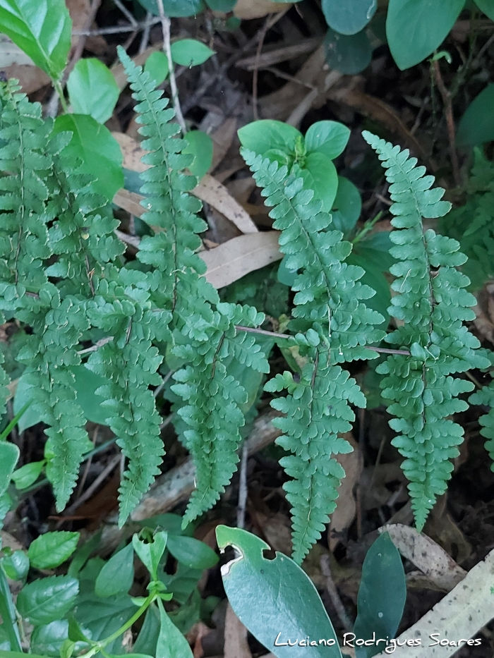 Adiantopsis chlorophylla