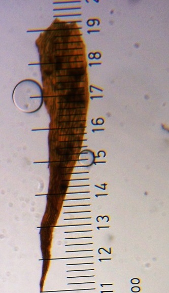 Adiantopsis chlorophylla