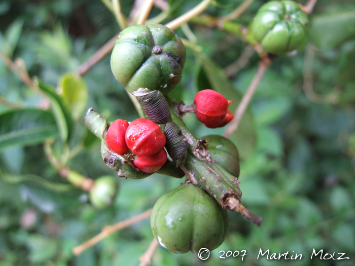 Sapium glandulosum