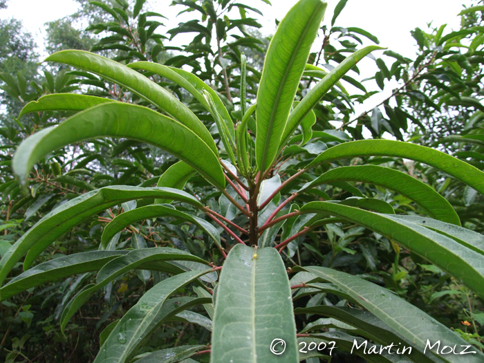 Sapium glandulosum