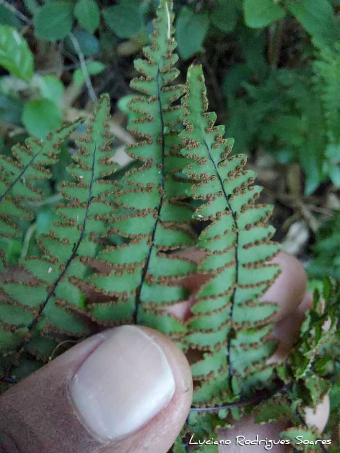 Adiantopsis chlorophylla