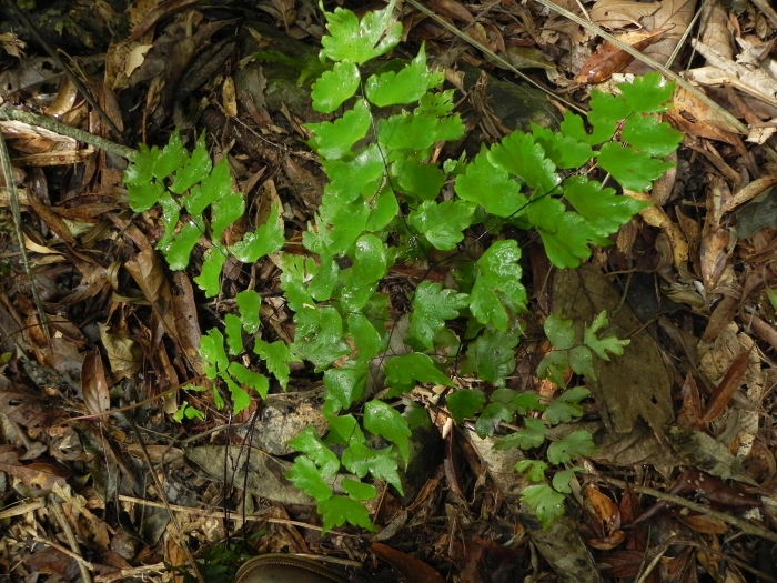 Adiantum pentadactylon