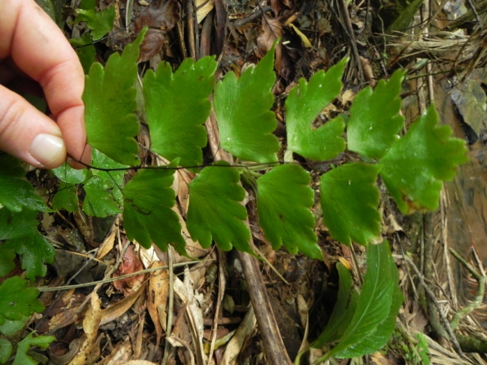 Adiantum pentadactylon
