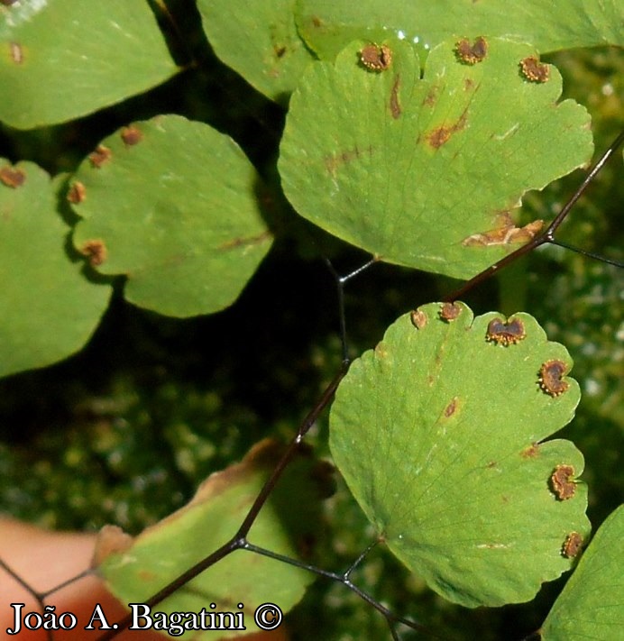 Adiantum raddianum