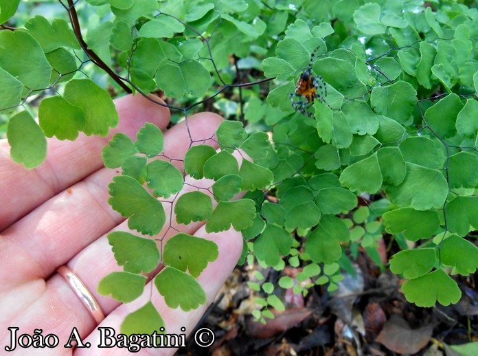 Adiantum raddianum