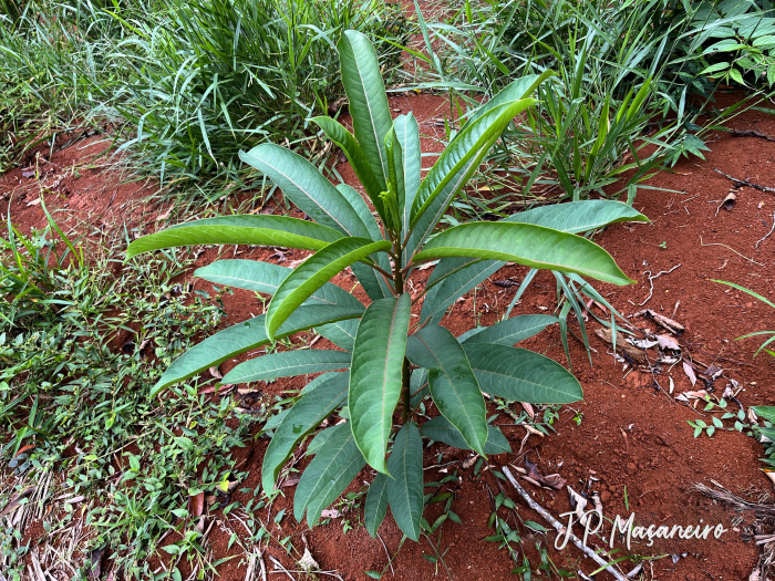 Sapium glandulosum