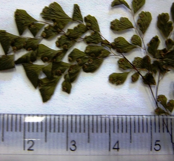 Adiantum raddianum