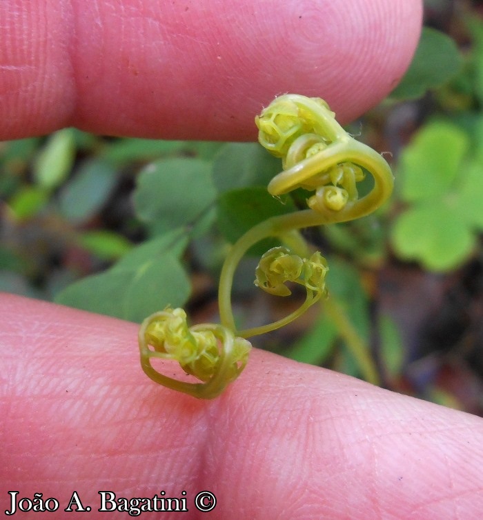 Adiantum raddianum