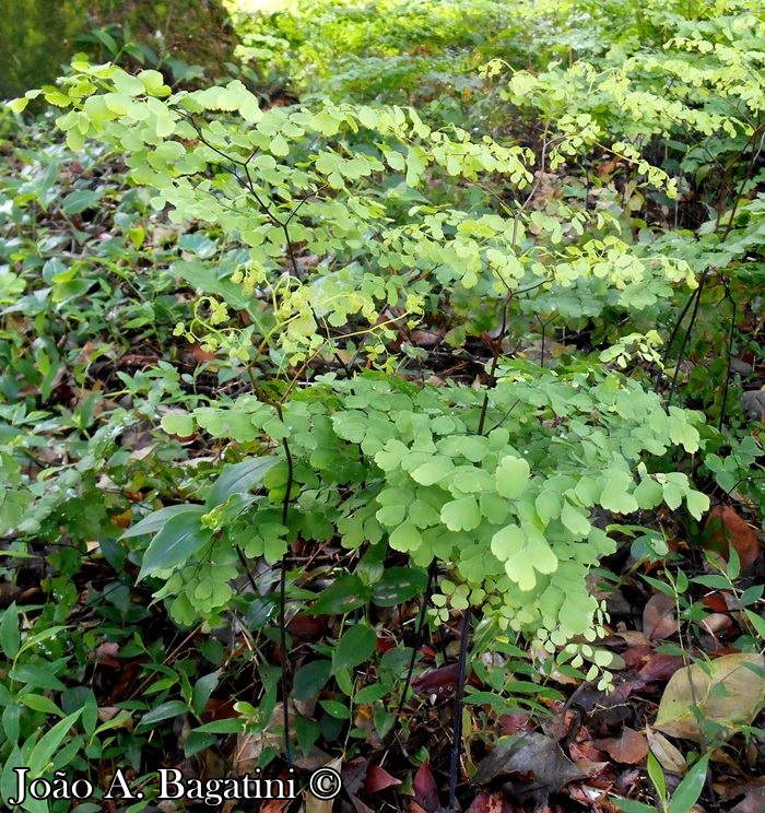 Adiantum raddianum