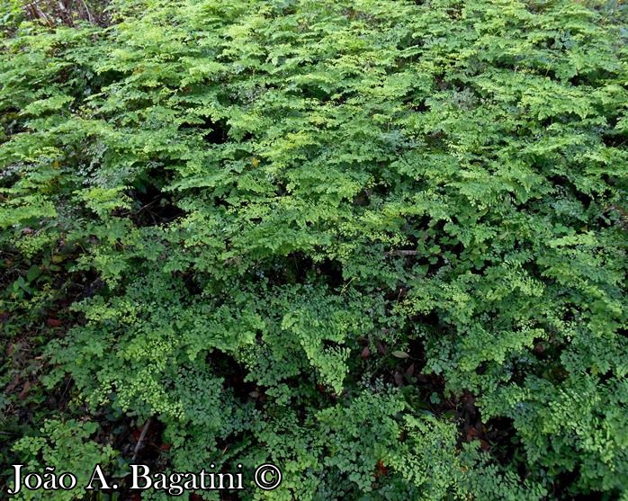 Adiantum raddianum