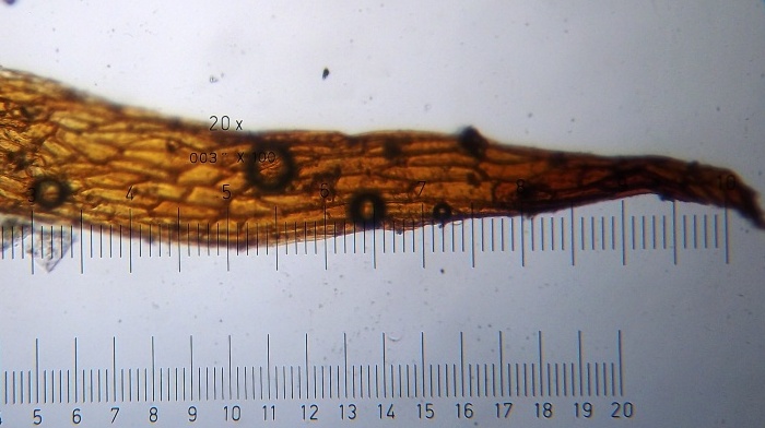 Adiantum raddianum