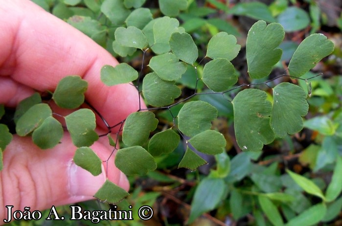 Adiantum raddianum