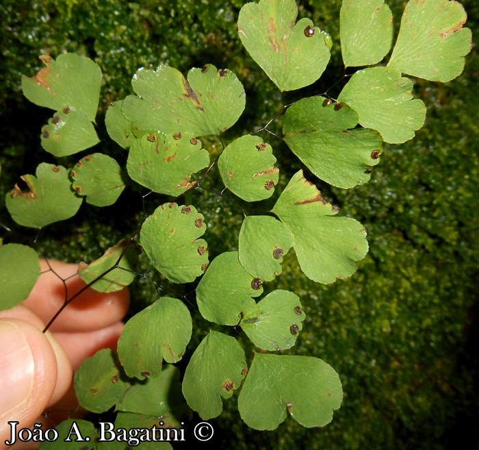 Adiantum raddianum