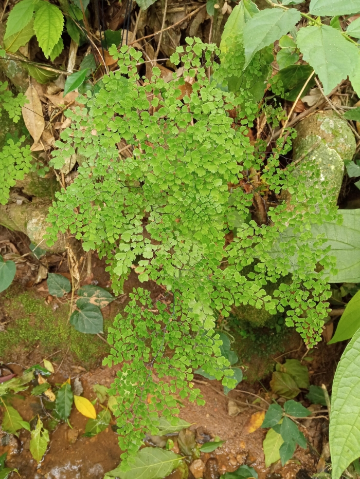 Adiantum raddianum