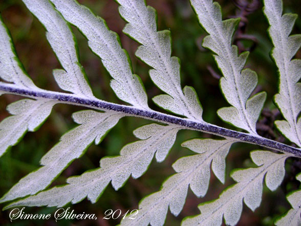 Pityrogramma calomelanos