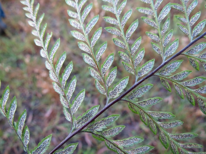 Pityrogramma calomelanos